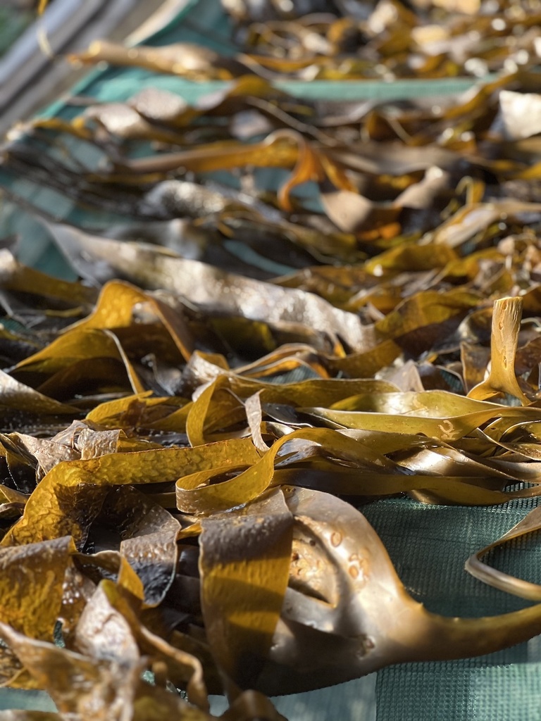 Algues déshydratées Kombu Bio 20g