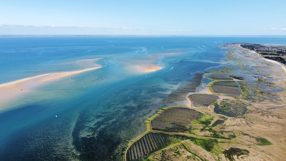 Algues déshydratées Kombu Bio 20g