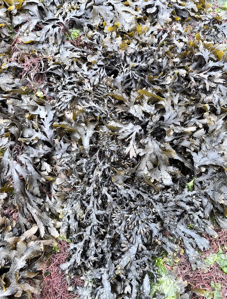 Tartare d'algues Fucus Sésame Toasté Bio 100g